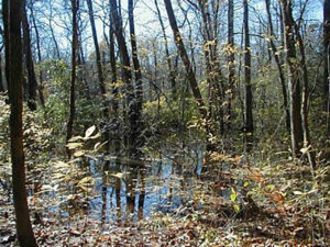 Nature and the Underground Railroad at Adkins Arboretum