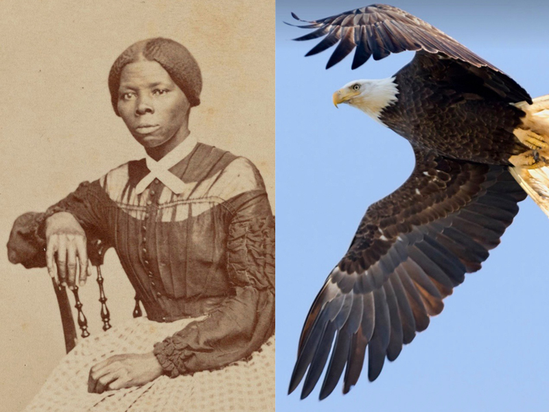 Birding the Harriet Tubman Byway